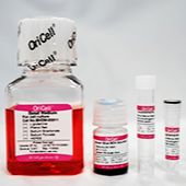 OriCell人相关干细胞成软骨诱导分化试剂盒 HUXXC-90041
