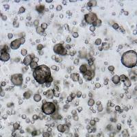 类器官多样化服务