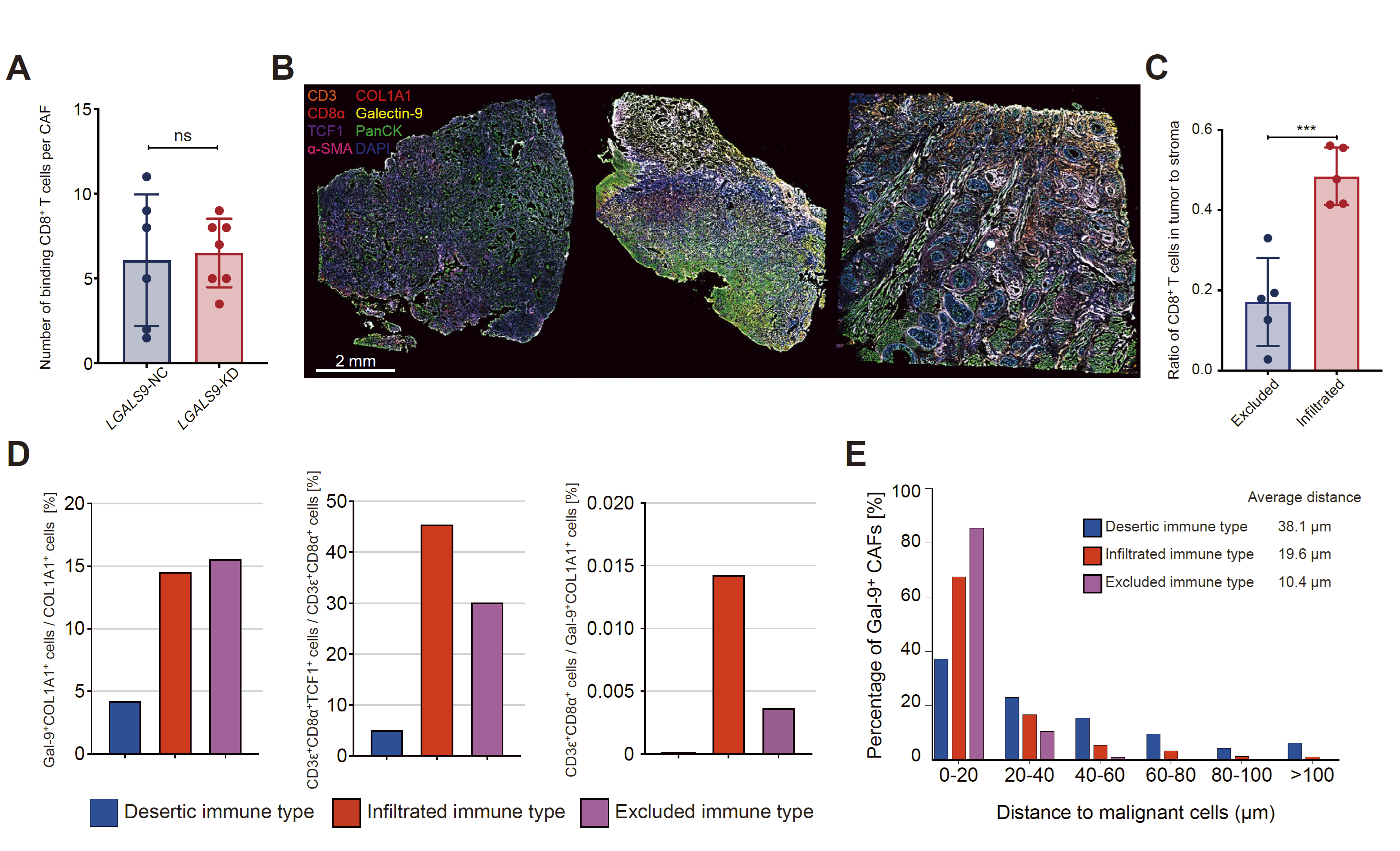 同一张冰冻切片中借助Tissue Cytometry单细胞原位空间蛋白分析技术同步验证解析空间转录组的数据