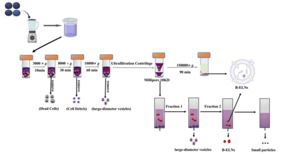 汇总| 可食用外泌体背后的故事之水果篇