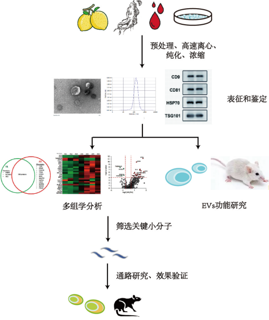 汇总| 可食用外泌体背后的故事之水果篇