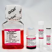 OriCell人相关干细胞成软骨诱导分化试剂盒 HUXXC-90041