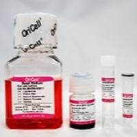 OriCell人相关干细胞成软骨诱导分化试剂盒 HUXXC-90041
