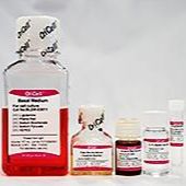OriCell人相关干细胞成骨诱导分化试剂盒 HUXXC-90021