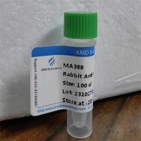 Rabbit Anti-Human FAP mAb