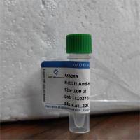 Rabbit Anti-Human MMP13 mAb