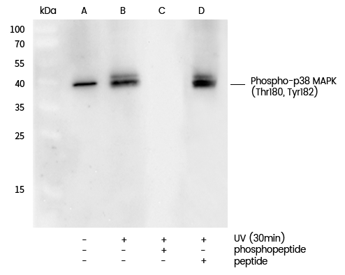 Phospho-p38 MAPK (Thr180, Tyr1