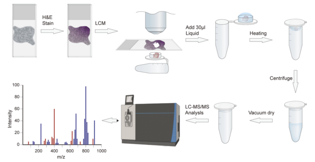 华大新成果，基于全扫空间蛋白质组首次创建小鼠脑空间蛋白质组图谱
