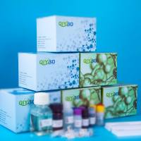 猪网状蛋白4(RTN4)ELISA测试盒