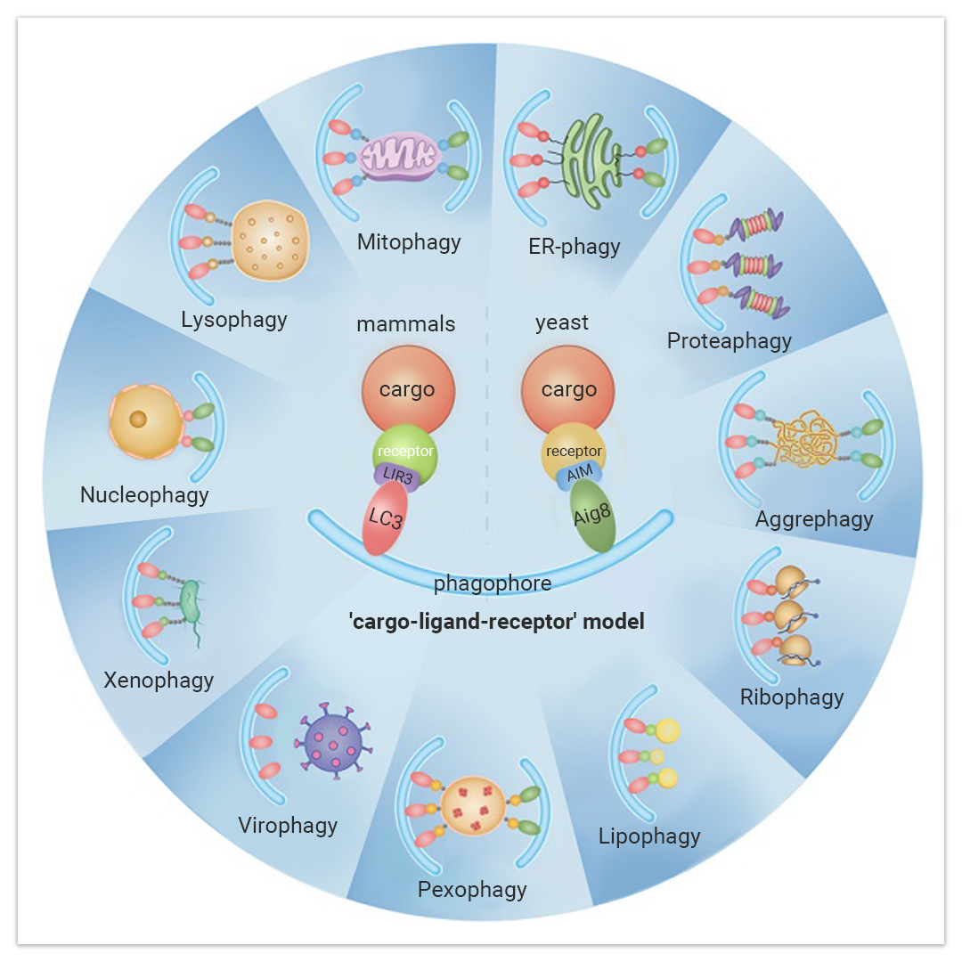 内质网质量控制的保卫战｜MedChemExpress (MCE) 