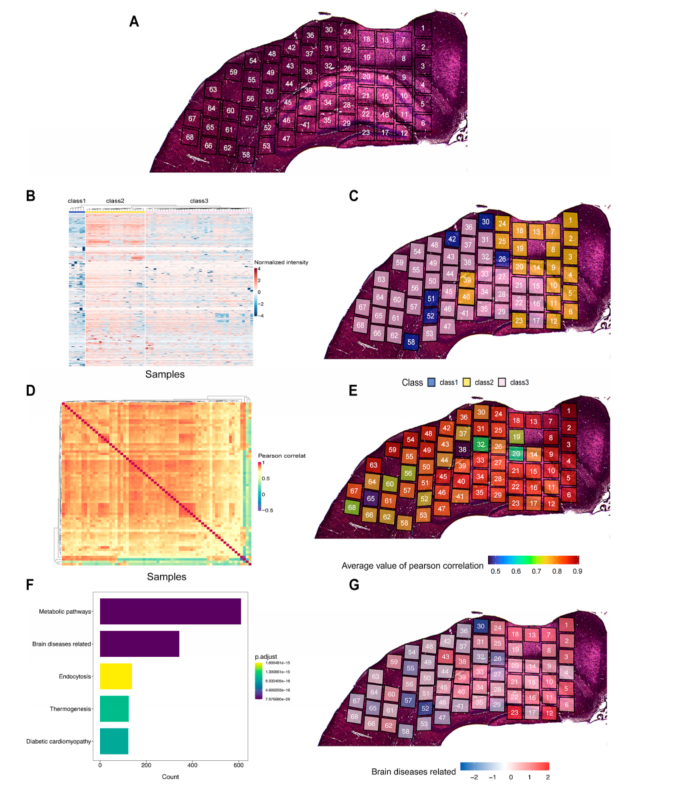 华大新成果，基于全扫空间蛋白质组首次创建小鼠脑空间蛋白质组图谱