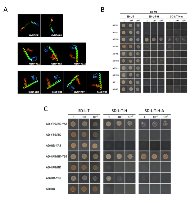 酵母双杂交服务专题（四）