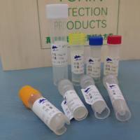 鼠抗猪急性腹泻综合征冠状病毒(SADS-COV)单克隆抗体 