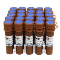 BeyoFast™ SYBR Green qPCR Mix (2X, High ROX)