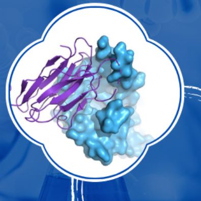 肽库筛选|多肽文库筛选