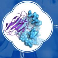 肽库筛选|多肽文库筛选