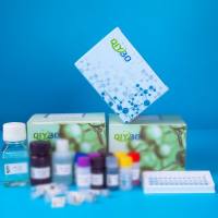 猪溶质载体家族25成员20(SLC25A20)ELISA测试盒