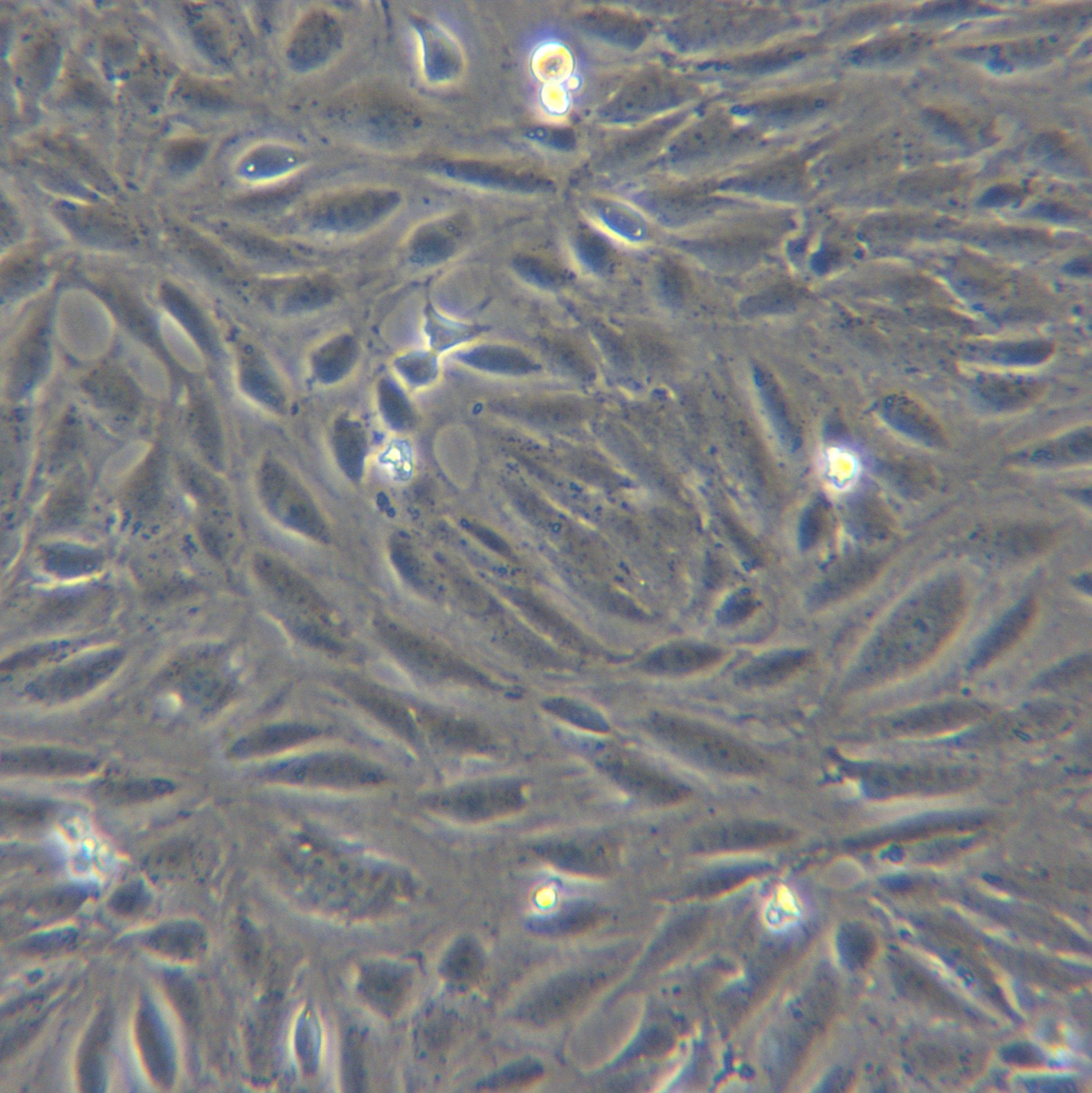 MRGEC-T;MRGEC永生化小鼠肾小球内皮细胞