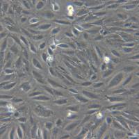 MRGEC-T;MRGEC永生化小鼠肾小球内皮细胞