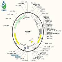 pOTENT-CMV-SIRT3-FLAG-His-Puro质粒载体