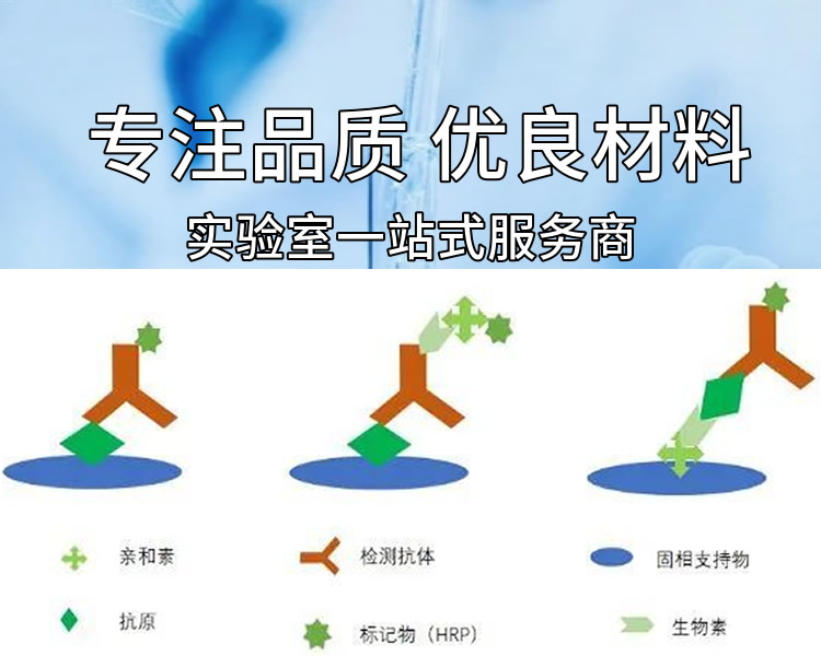 Anti-PRAS40/AKT1S1 Antibody