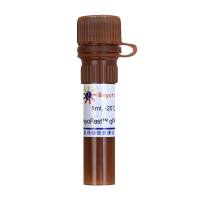 BeyoFast™ SYBR Green qPCR Mix (2X)