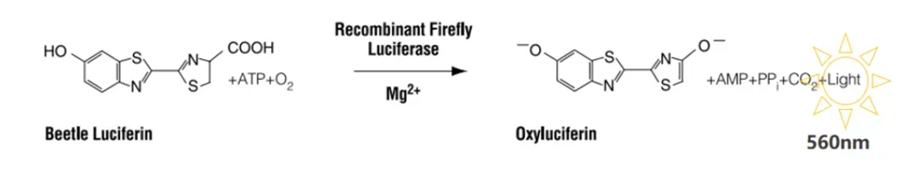 双荧光素酶报告基因检测(一)