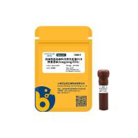 抗体热启动染料法荧光定量PCR预混液（通用ROX）