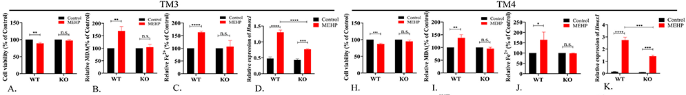 基因敲除细胞株丨KO细胞株