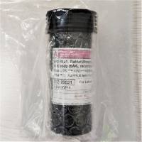 抗Iba1, 重组兔源单克隆抗体（6A4）