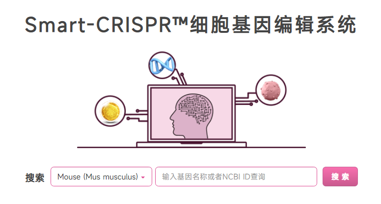 基因敲除细胞株丨KO细胞株