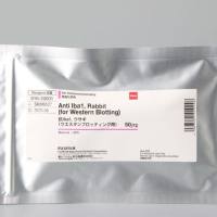 抗Iba1,兔(用于免疫印迹)