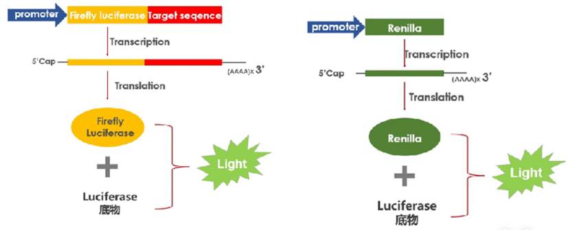 双荧光素酶报告基因检测（一）