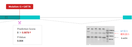 基因敲除细胞株丨KO细胞株