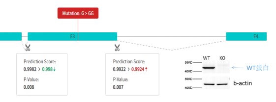 基因敲除细胞株丨KO细胞株