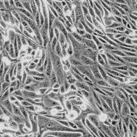 人肾皮质上皮细胞HRCEpiC (Sciencell进口)
