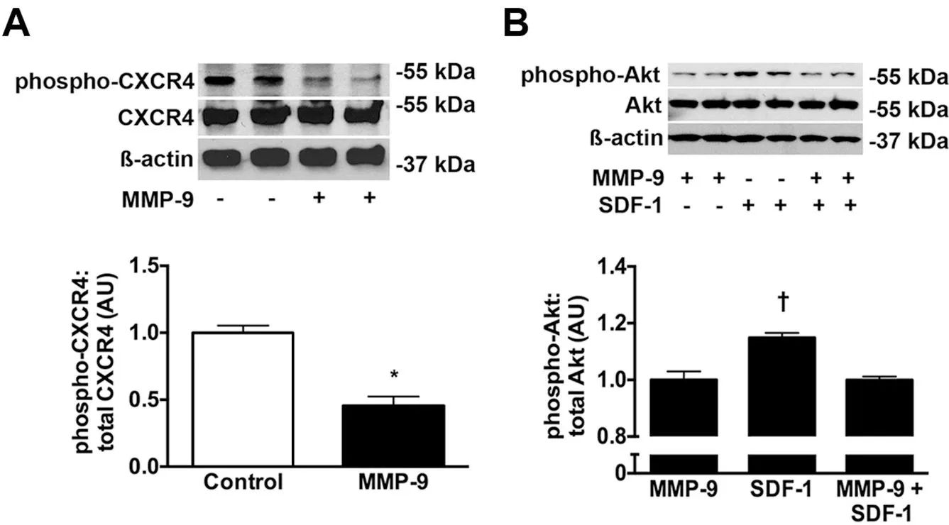 基质金属蛋白酶（MMPs）：癌症侵袭和转移的主要驱动者