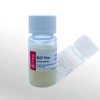 CellWorld B-27 添加剂 不含维生素A  C2160-512