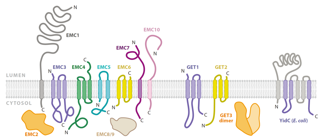 热蛋白质组学全新升级：支持膜蛋白检测和复合物分析