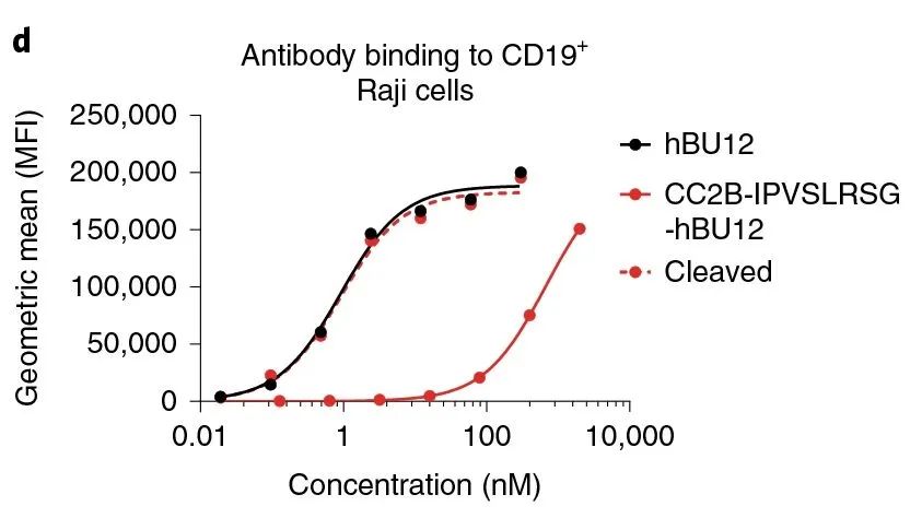基质金属蛋白酶（MMPs）：癌症侵袭和转移的主要驱动者