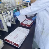 绵羊白介素10(IL-10)酶联免疫ELISA试剂盒