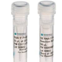 RNA 5' Polyphosphatase