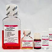 OriCell®人相关干细胞成骨诱导分化试剂盒