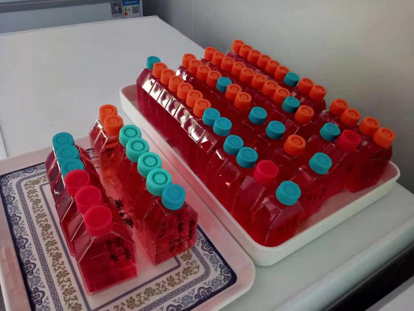 人胚肾上皮细胞-表达SV40T抗原;293FT