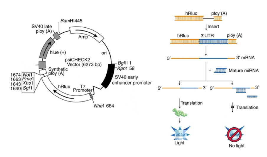 双荧光素酶报告基因检测（二）