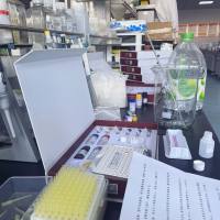 人可溶性CD14分子(sCD14)酶联免疫试剂盒