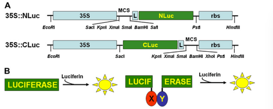 双荧光素酶报告基因检测（三）
