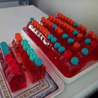 小鼠单核巨噬细胞;J774A.1