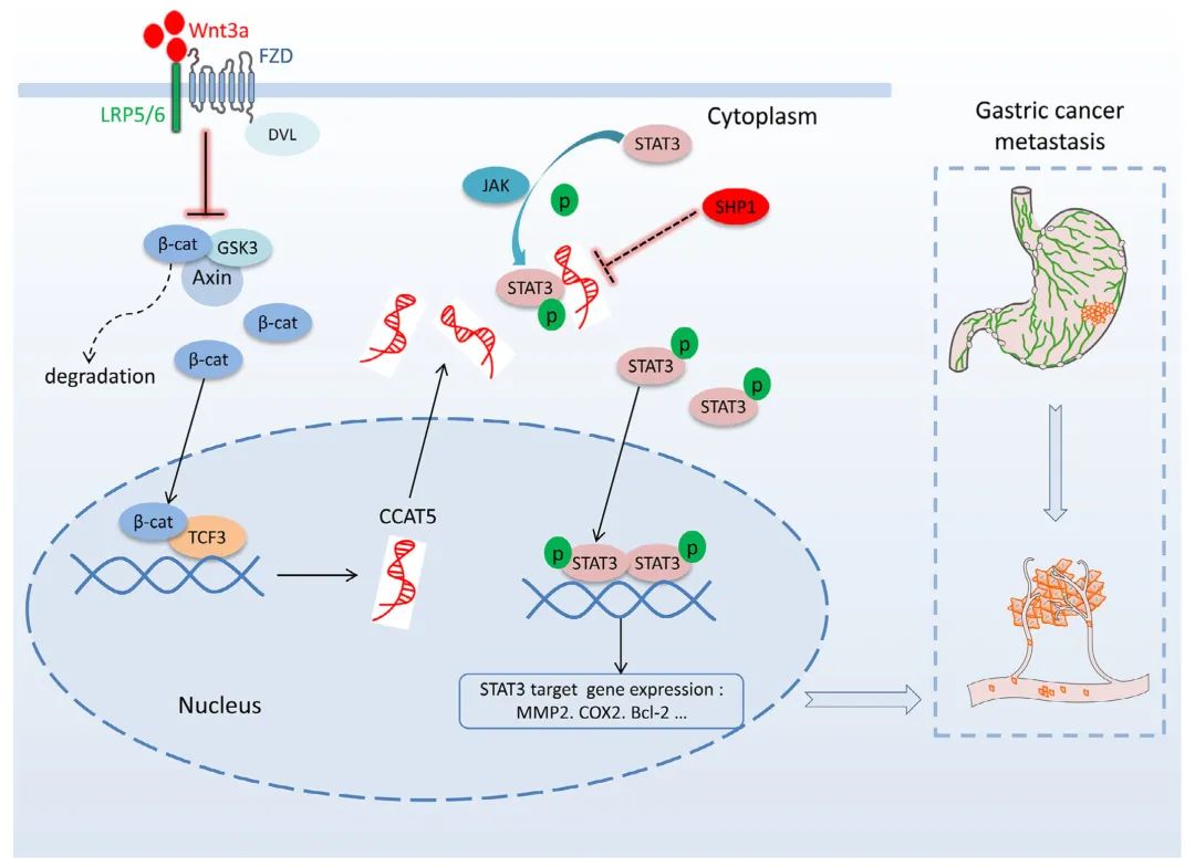 lncRNA研究进展盘点丨20231208期