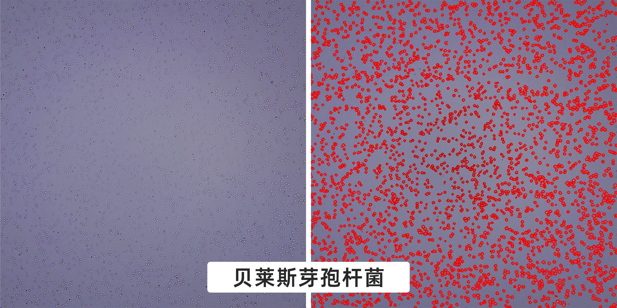 微生物细胞计数-图像法